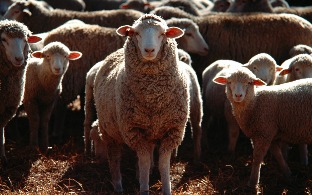 Proyecto GENXLAMB desarrollado por Animal Breeding Consulting